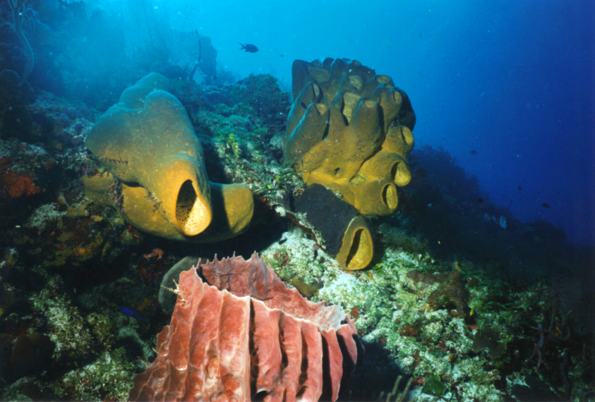 1997 - Cozumel, Mexiko