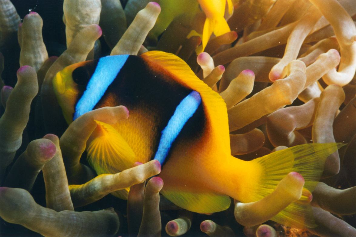 2000 - Sharm El Sheikh, Ägypten