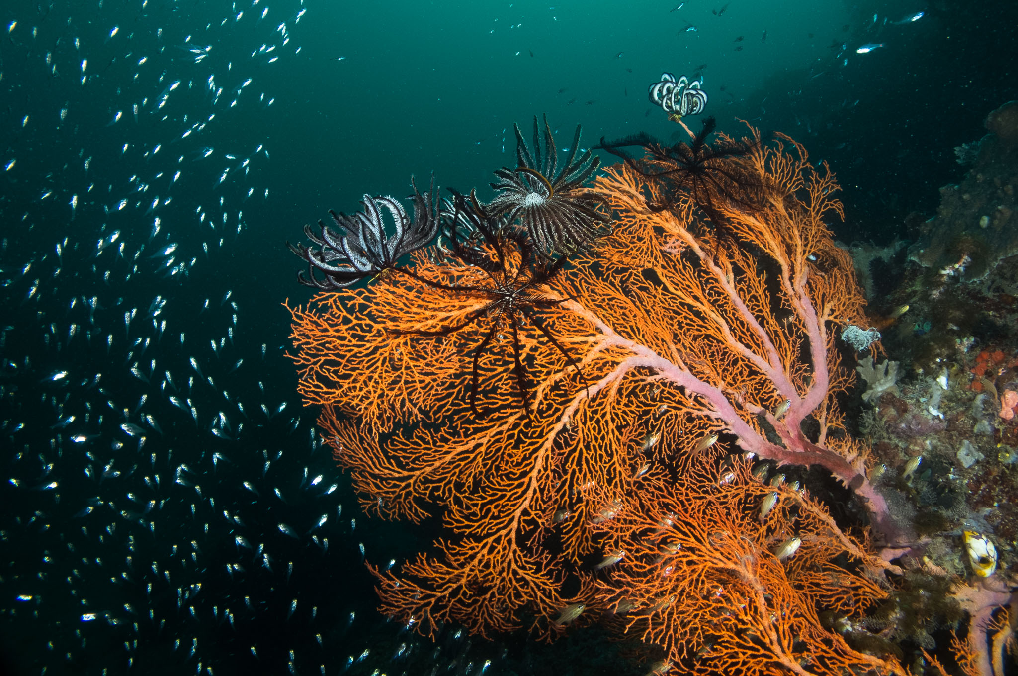 2015 - Sulawesi, Indonesien