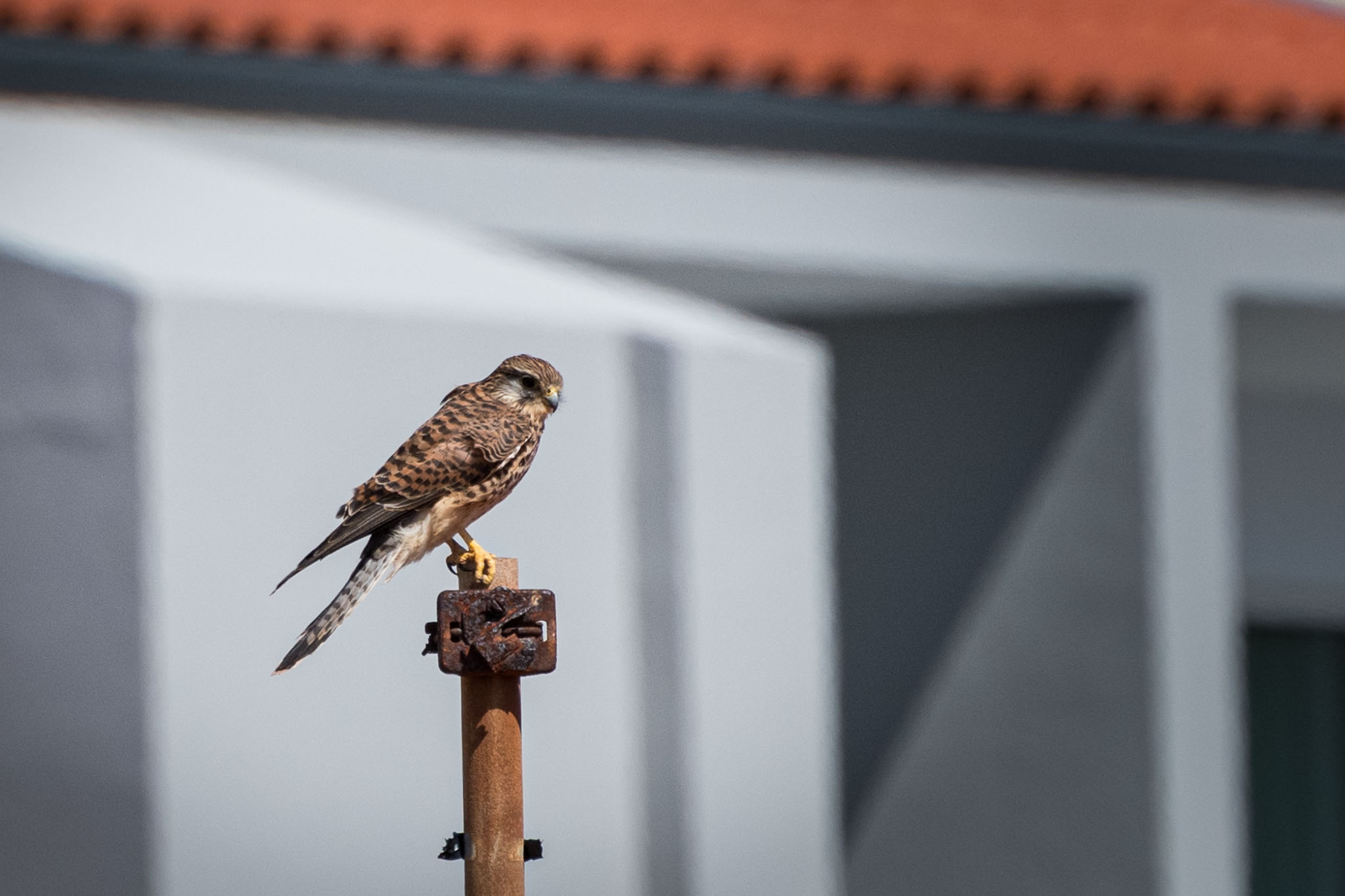 007